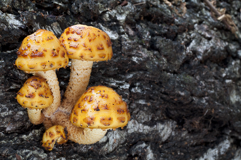 Pholiota limonella